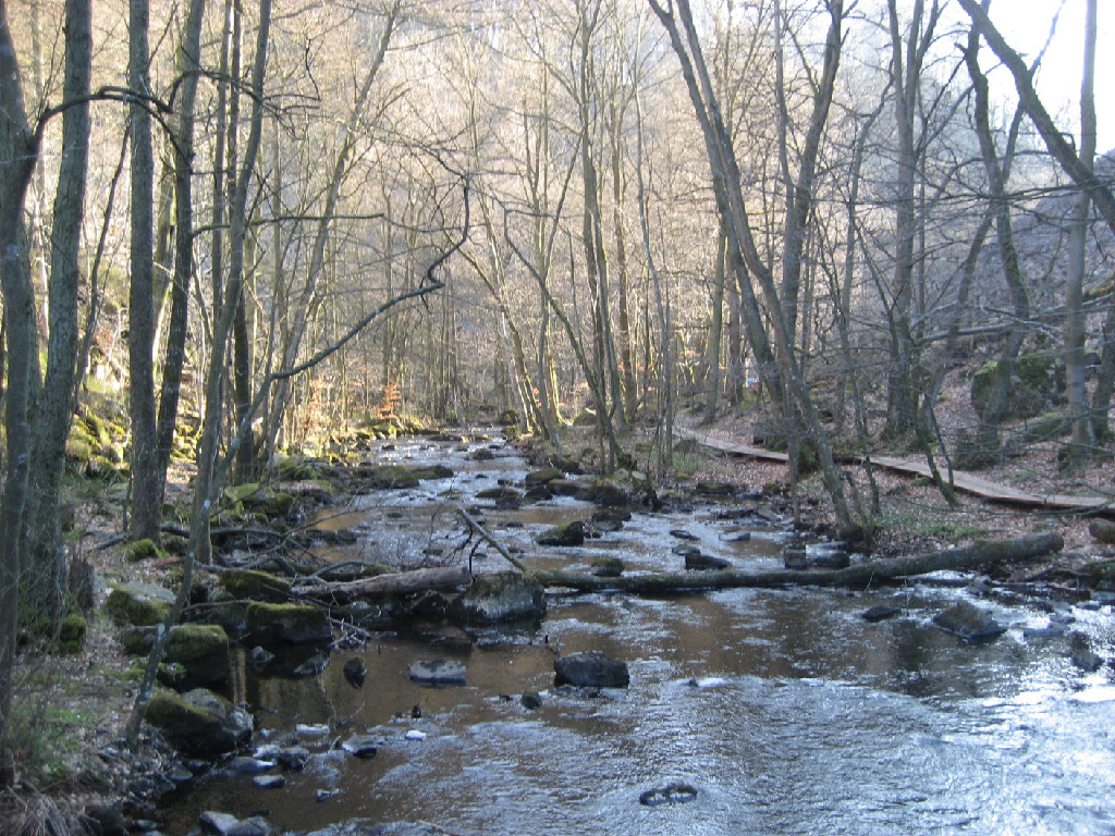 forest creek with fragile tree bridge
